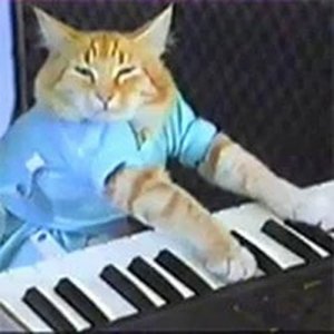 Rhythm Cat Tapping Tunes